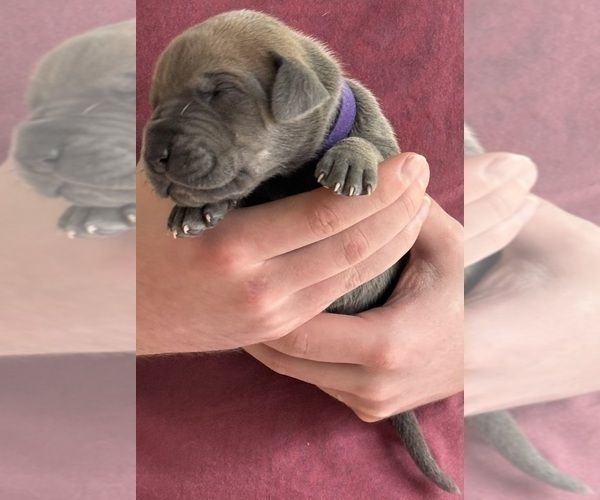 Medium Photo #2 Great Dane Puppy For Sale in GALLOWAY, OH, USA