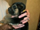 Small Photo #2 German Shepherd Dog Puppy For Sale in WILLIAMSBURG, KY, USA