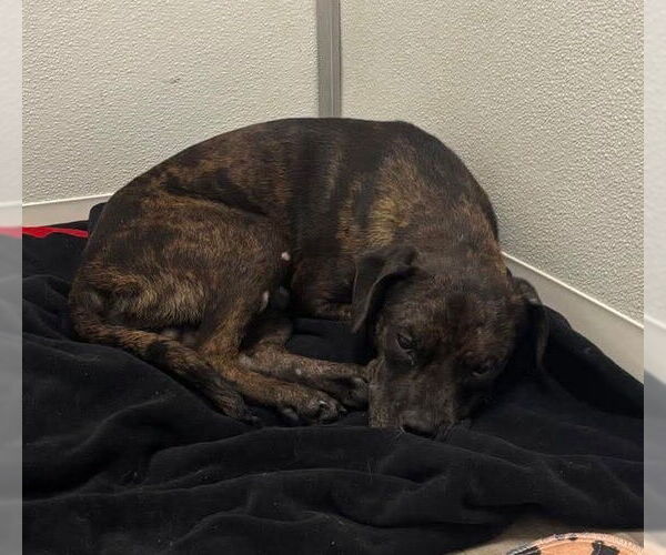 Medium Photo #3 Mutt Puppy For Sale in Berlin, MD, USA