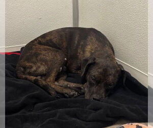 Pugsley - Male Mutt Dog for Adoption - Photo #3