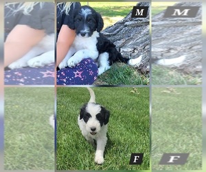 Bordoodle Puppy for sale in SCOTTSBLUFF, NE, USA