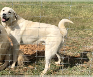 Father of the Great Pyrenees puppies born on 11/20/2021