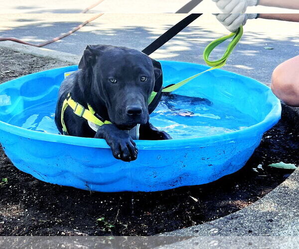 Medium Photo #5 American Pit Bull Terrier-Unknown Mix Puppy For Sale in Yuba City, CA, USA