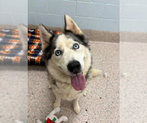 Siberian Husky Dogs for adoption in Brighton, CO, USA