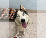 *MISS LUNA - Female Siberian Husky Dog for Adoption - Small photo