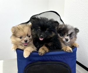 Pomeranian Litter for sale in CLOVIS, CA, USA