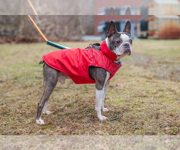 Medium Photo #5 Boston Terrier Puppy For Sale in Oak Bluffs, MA, USA