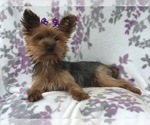 Small Photo #12 Yorkshire Terrier Puppy For Sale in LAKELAND, FL, USA