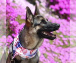Small #3 German Shepherd Dog