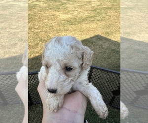 Goldendoodle (Miniature) Puppy for sale in RICHLAND, MO, USA