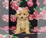 Small Photo #1 Bichpoo Puppy For Sale in NOTTINGHAM, PA, USA