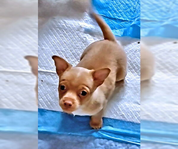 Medium Photo #2 Chihuahua Puppy For Sale in Rutherfordton, NC, USA