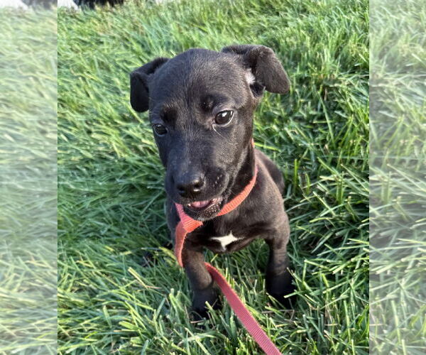 Medium Photo #1 Labrador Retriever-Unknown Mix Puppy For Sale in Germantown, OH, USA
