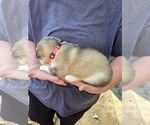 Small #3 Alaskan Malamute