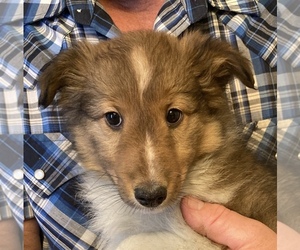 Shetland Sheepdog Puppy for sale in FORT MORGAN, CO, USA