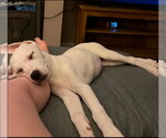 Small Photo #8 Labrador Retriever-Unknown Mix Puppy For Sale in Alexander, AR, USA