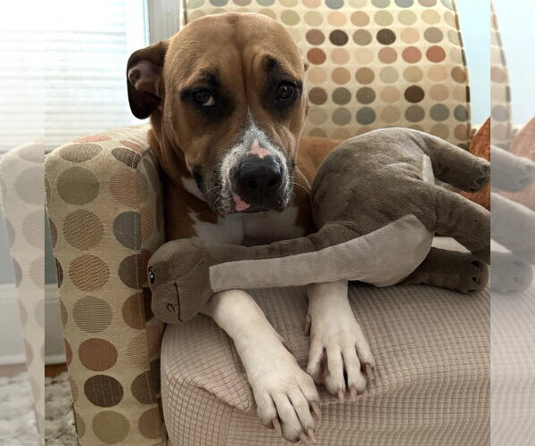 Medium Photo #2 Mutt Puppy For Sale in Minneapolis, MN, USA