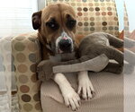 Small #1 Mutt