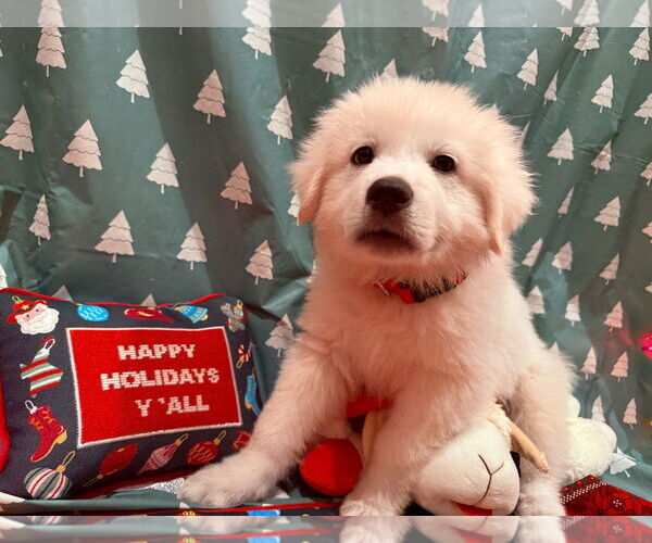 Medium Photo #4 Great Pyrenees Puppy For Sale in Spring, TX, USA