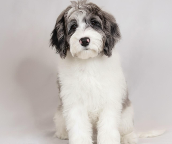 Medium Photo #1 Golden Retriever-Sheepadoodle Mix Puppy For Sale in LA MESA, CA, USA