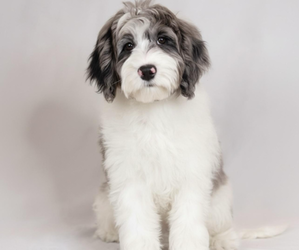 Father of the Golden Retriever-Sheepadoodle Mix puppies born on 05/04/2026