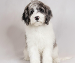 Small Photo #1 Golden Retriever-Sheepadoodle Mix Puppy For Sale in LA MESA, CA, USA