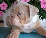 Small #5 English Bulldog
