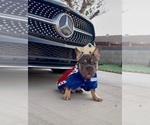 Small #4 French Bulldog