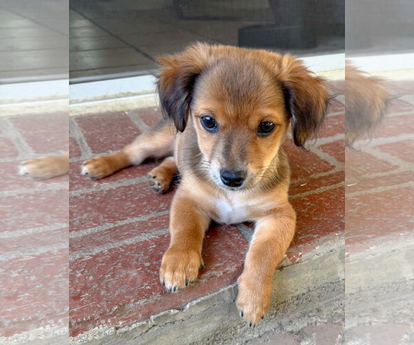Medium Photo #6 Chihuahua-Colonial Cocker Spaniel Mix Puppy For Sale in Corona, CA, USA