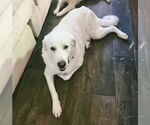 Small #6 Great Pyrenees