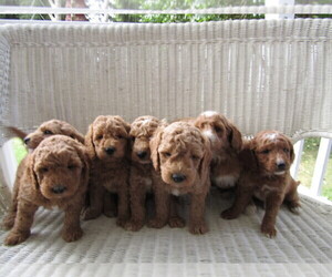 Goldendoodle Puppy for sale in BATTLE CREEK, MI, USA