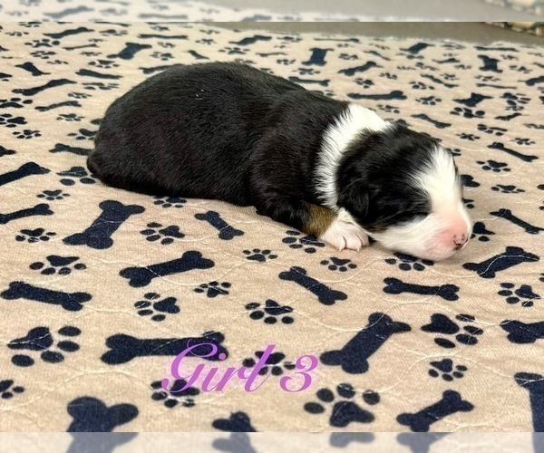 Medium Photo #82 Australian Shepherd Puppy For Sale in SALISBURY, NC, USA