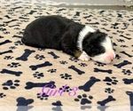 Small Photo #82 Australian Shepherd Puppy For Sale in SALISBURY, NC, USA