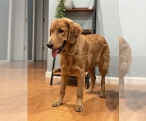 Golden Retriever Dogs for adoption in VALLEJO, CA, USA