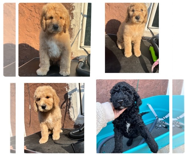 Medium Photo #1 Poodle (Standard) Puppy For Sale in SANGER, CA, USA