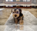 Small Photo #12 Yorkshire Terrier Puppy For Sale in LOS ANGELES, CA, USA