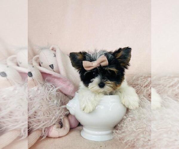 Medium Photo #1 Yorkshire Terrier Puppy For Sale in PEMBROKE PINES, FL, USA
