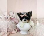 Puppy Biewer Teacup Yorkshire Terrier