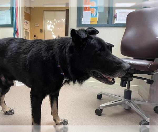 Medium Photo #1 German Shepherd Dog Puppy For Sale in Pasadena, CA, USA