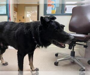 German Shepherd Dog Dogs for adoption in Pasadena, CA, USA