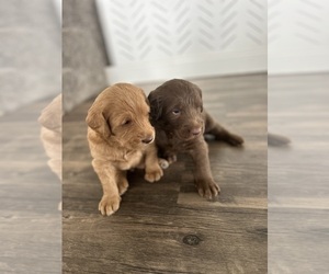 Labradoodle Litter for sale in MOORCROFT, WY, USA