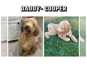 Father of the Goldendoodle puppies born on 01/19/2024
