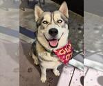 Small #3 Siberian Husky