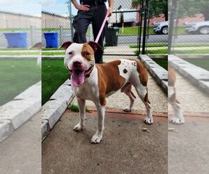 American Staffordshire Terrier-Unknown Mix Dogs for adoption in Perth Amboy, NJ, USA
