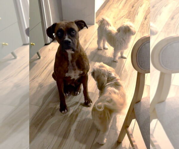 Medium Photo #3 Boxer Puppy For Sale in Austin, TX, USA