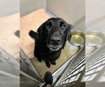 Small #1 Labrador Retriever Mix
