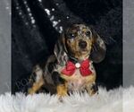 Puppy Rudy ACA Dachshund