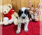 Small Photo #5 Dalmadoodle Puppy For Sale in TRENTON, MO, USA