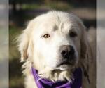 Small Photo #2 Great Pyrenees Puppy For Sale in San Antonio, TX, USA