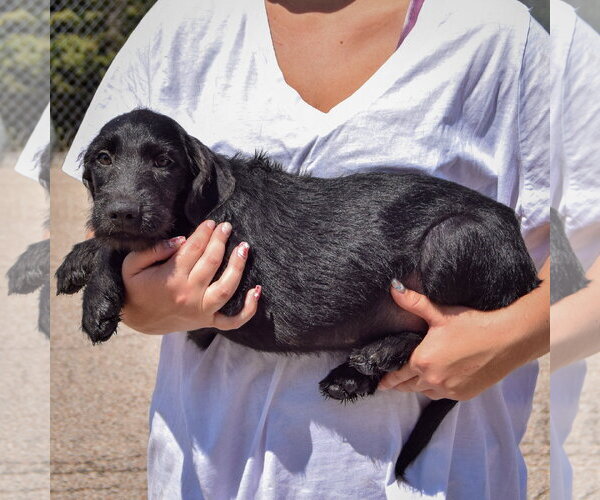 Medium Photo #2 Irish Wolfhound-Unknown Mix Puppy For Sale in Huntley, IL, USA